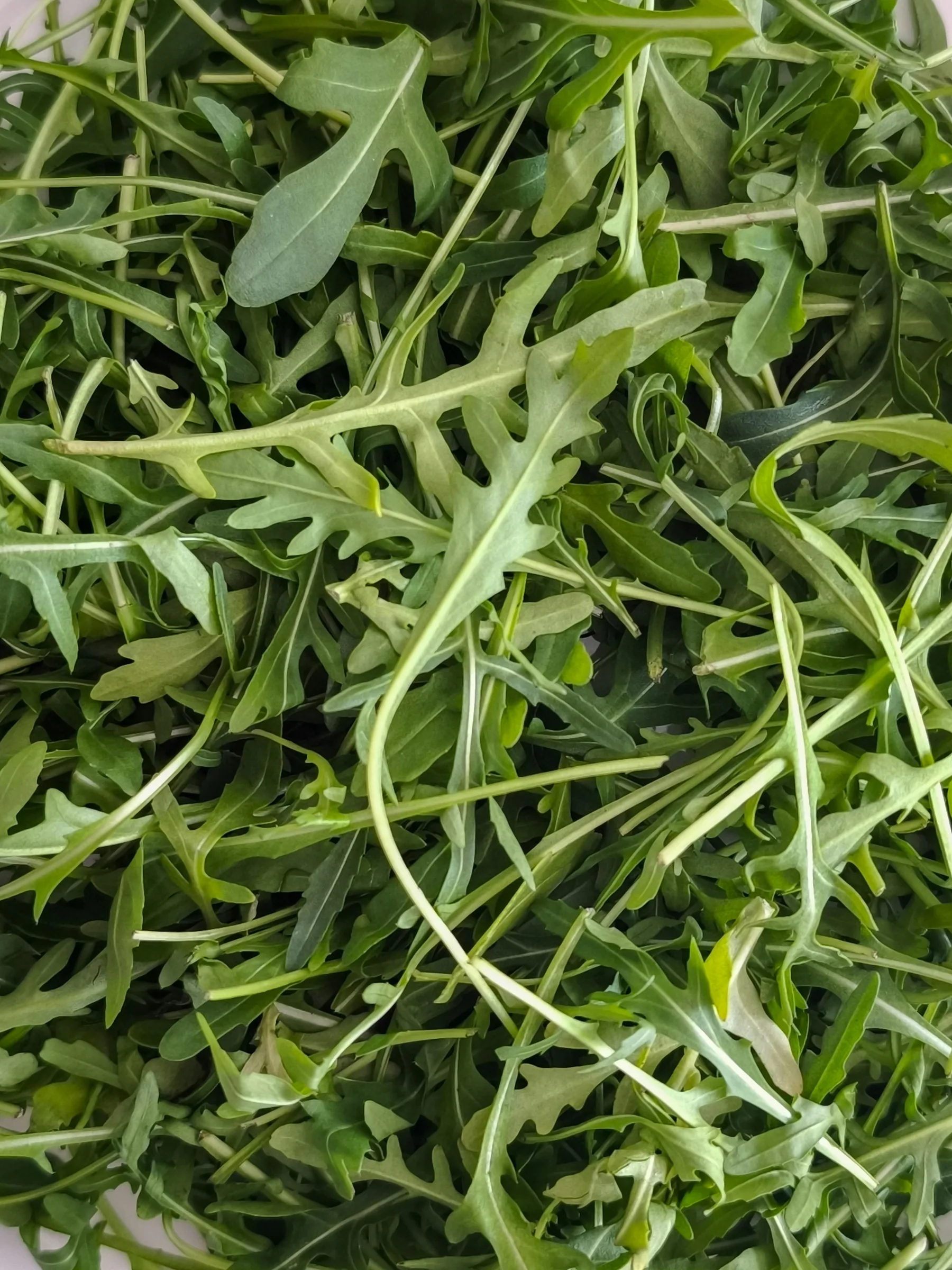 Arugula Extract