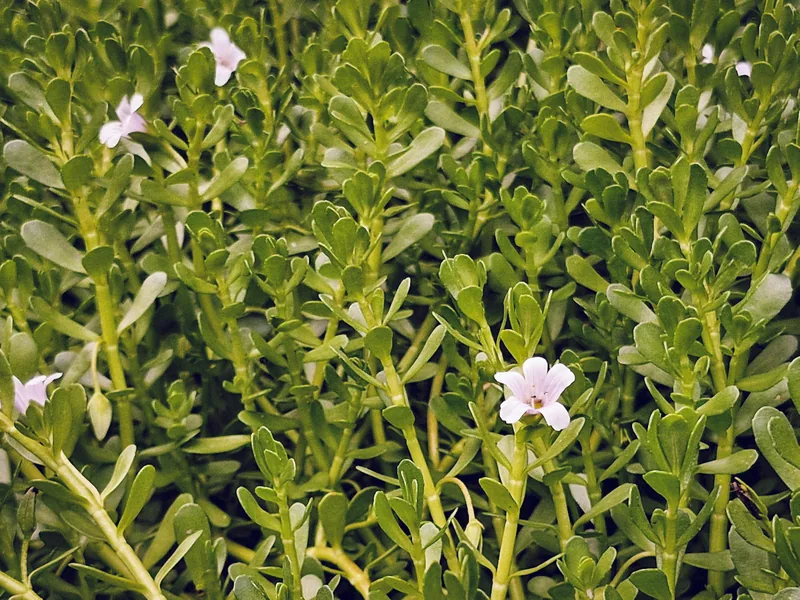 Bacopa Extract