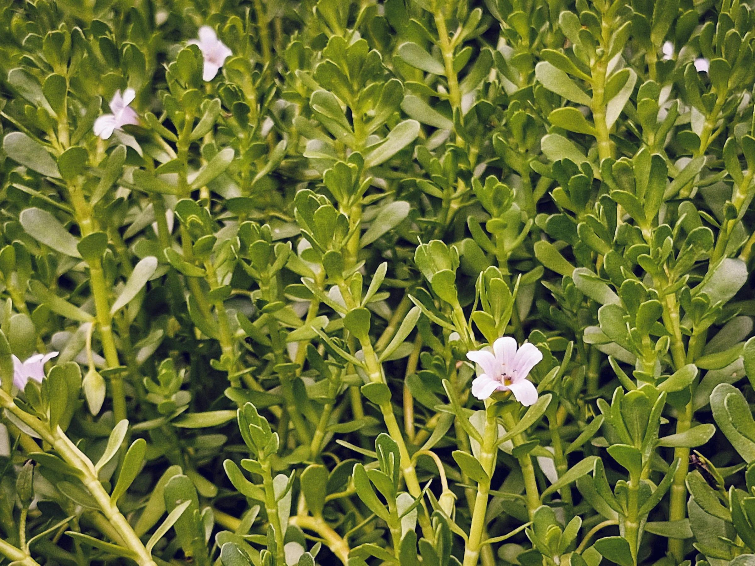 Bacopa Extract