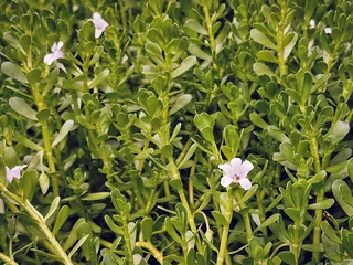 Bacopa Extract