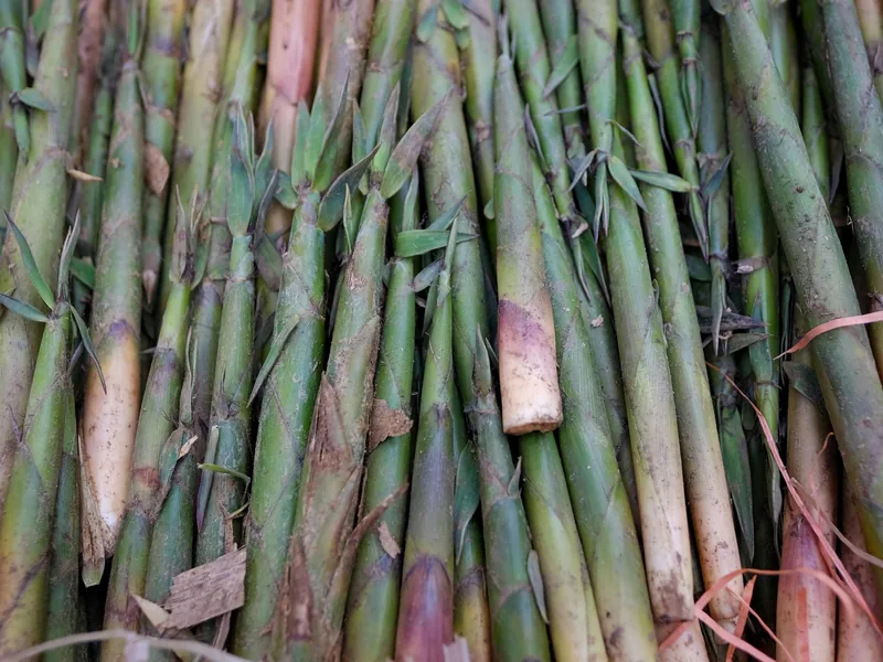 Bamboo Extract