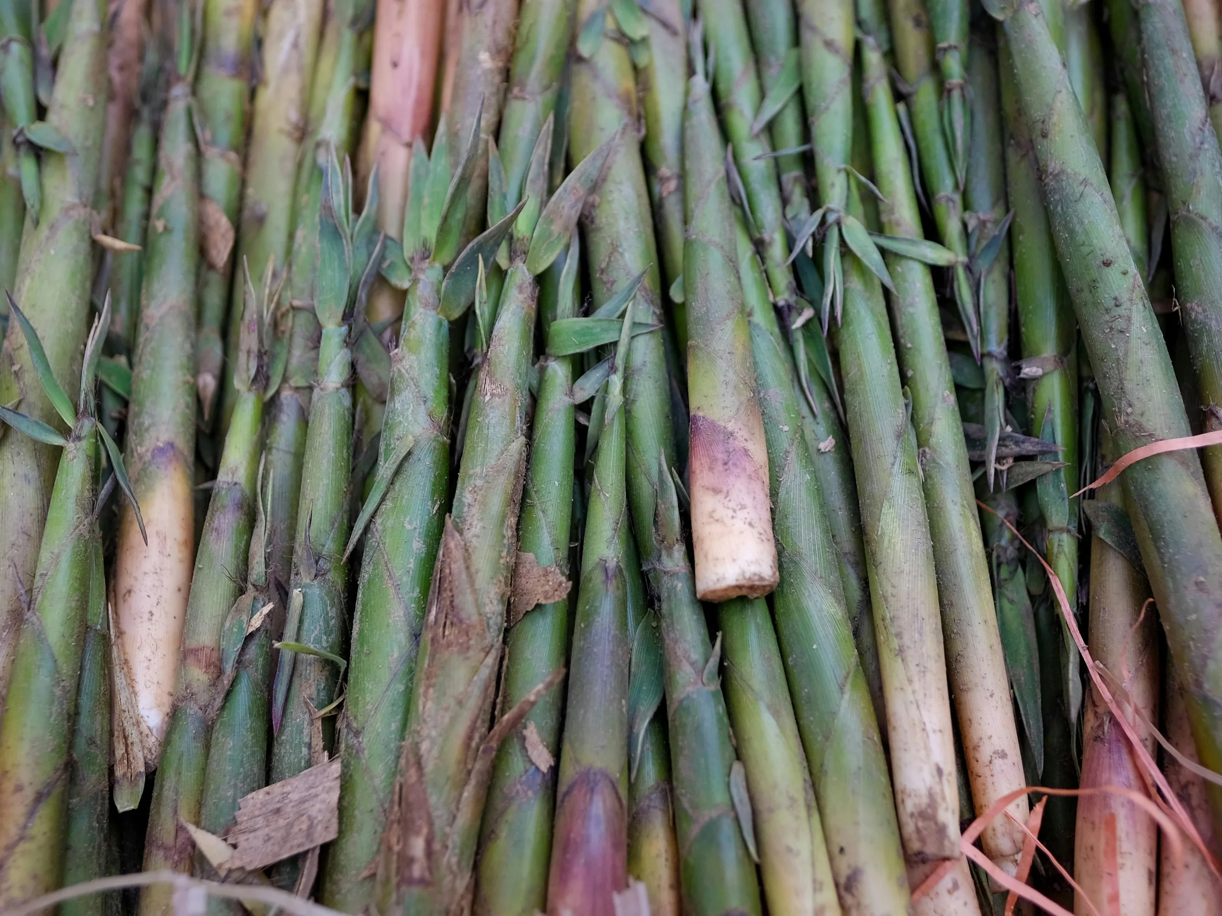 Bamboo Extract