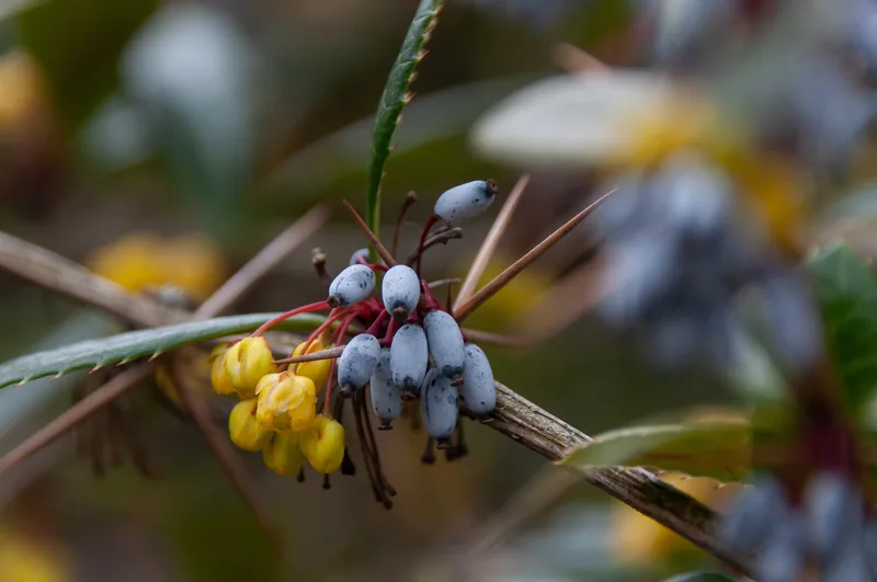 Berberine HCl