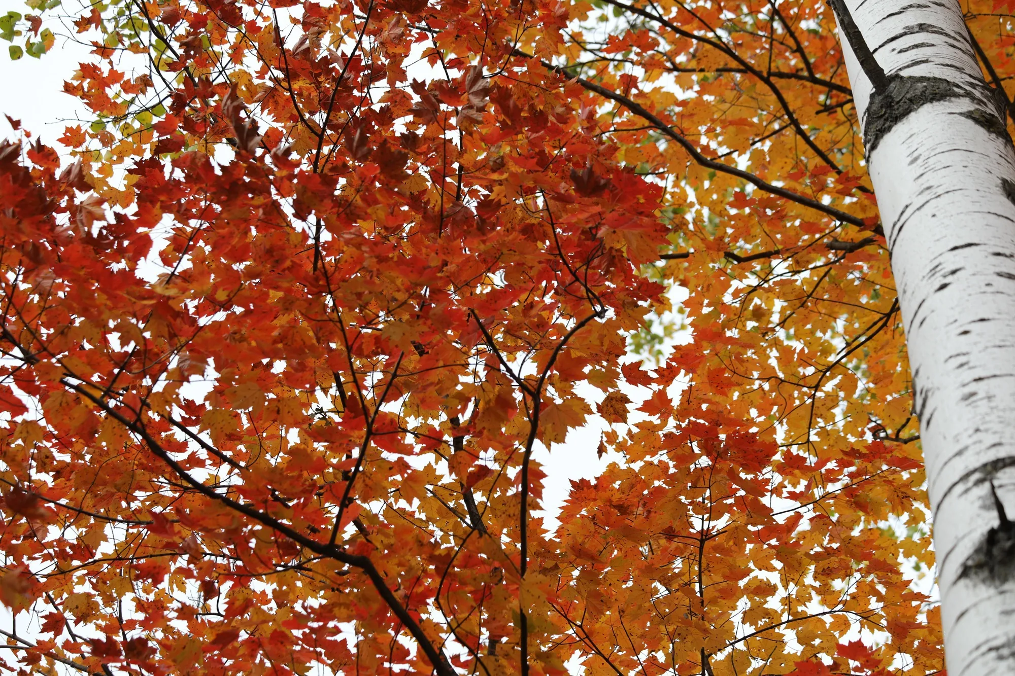 Birch Leaf Extract