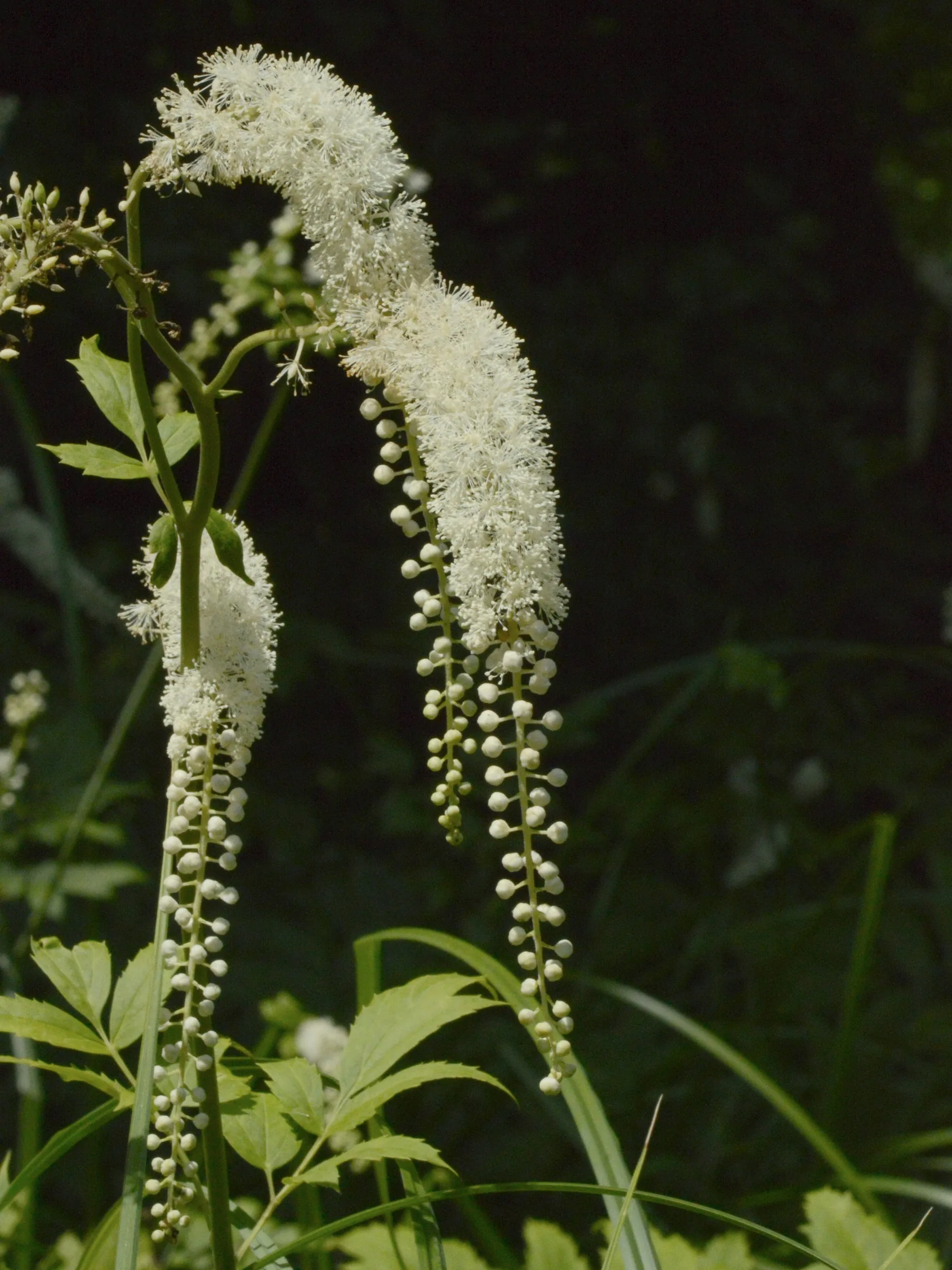 Black Cohosh