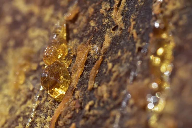 Boswellia
