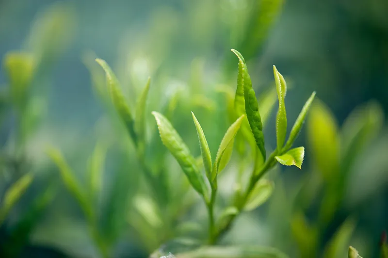 Camellia sinensis leaf extract