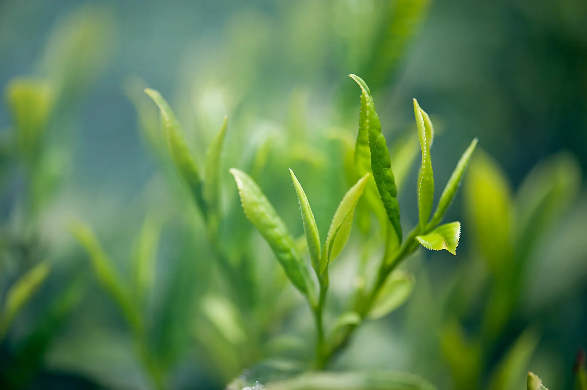Camellia sinensis leaf extract