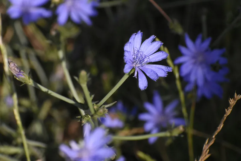 Chicory Root Extract