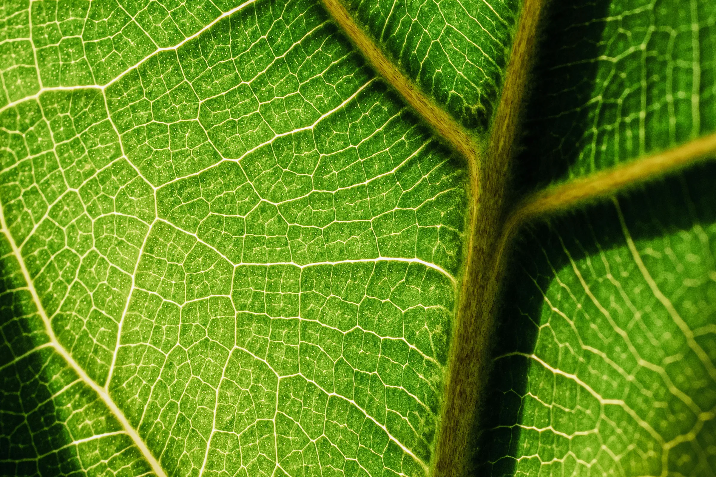 Chlorophyll