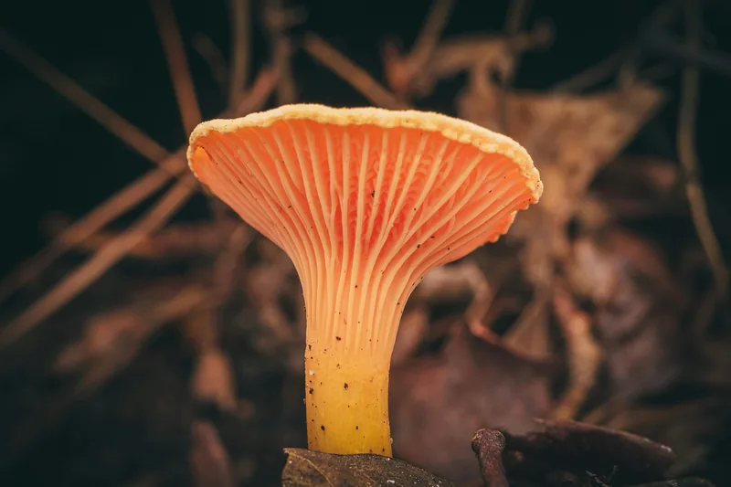 Cordyceps Extract