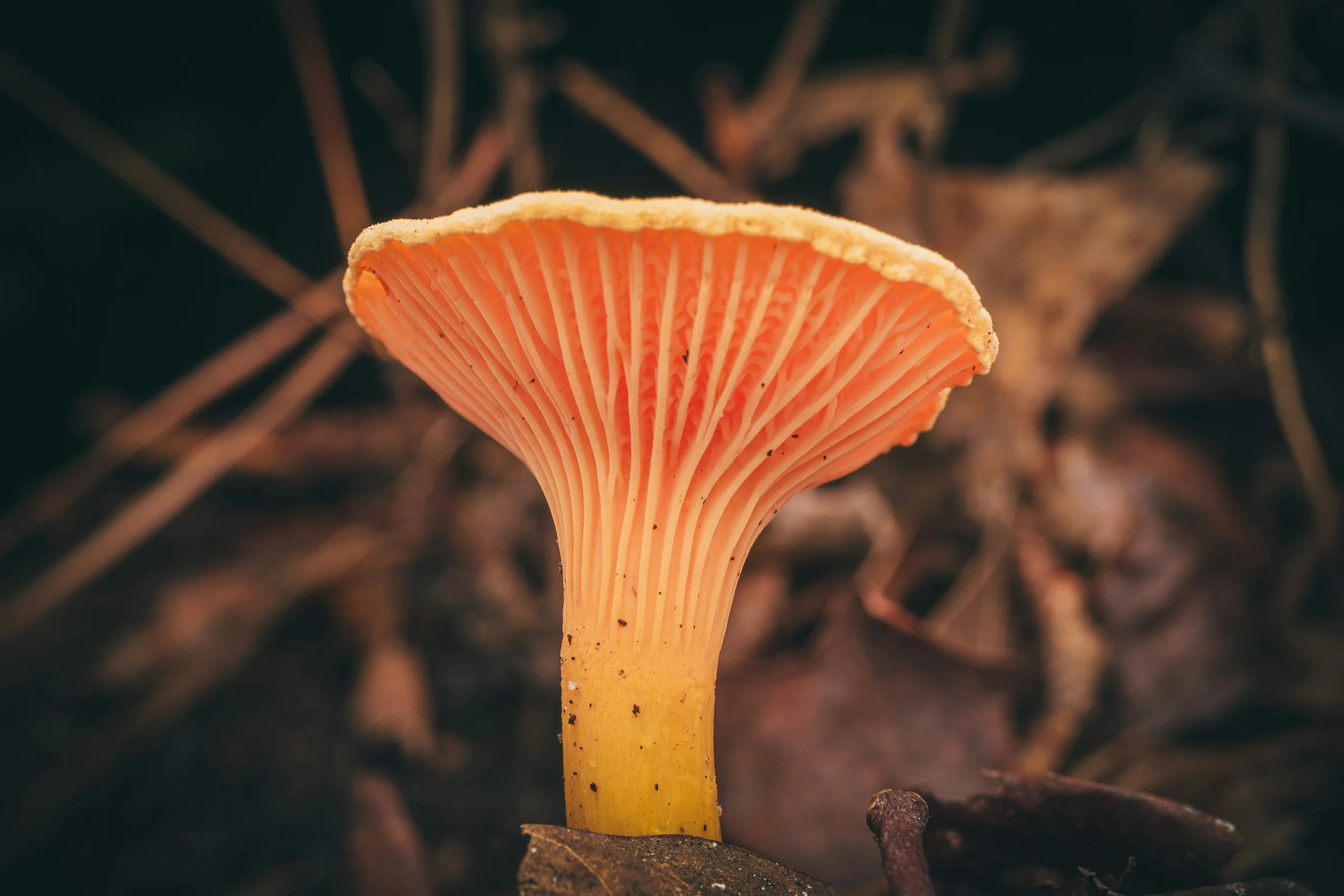 Cordyceps Extract
