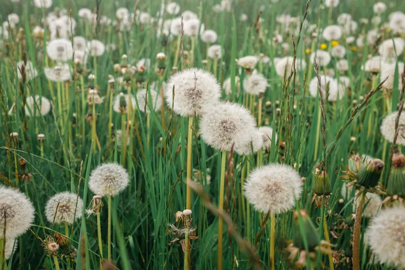 Dandelion