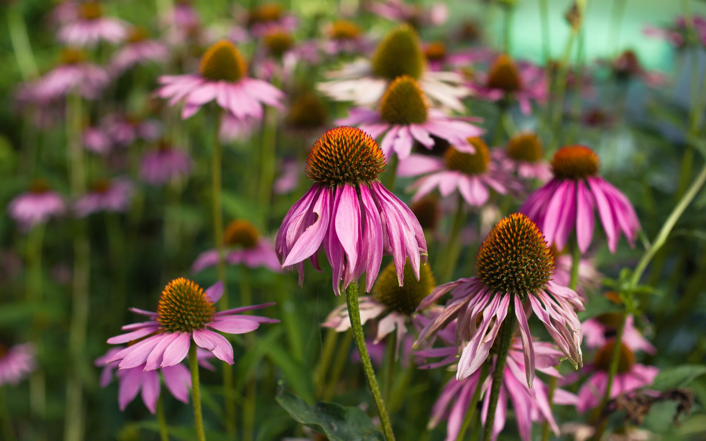 Echinacea Extract