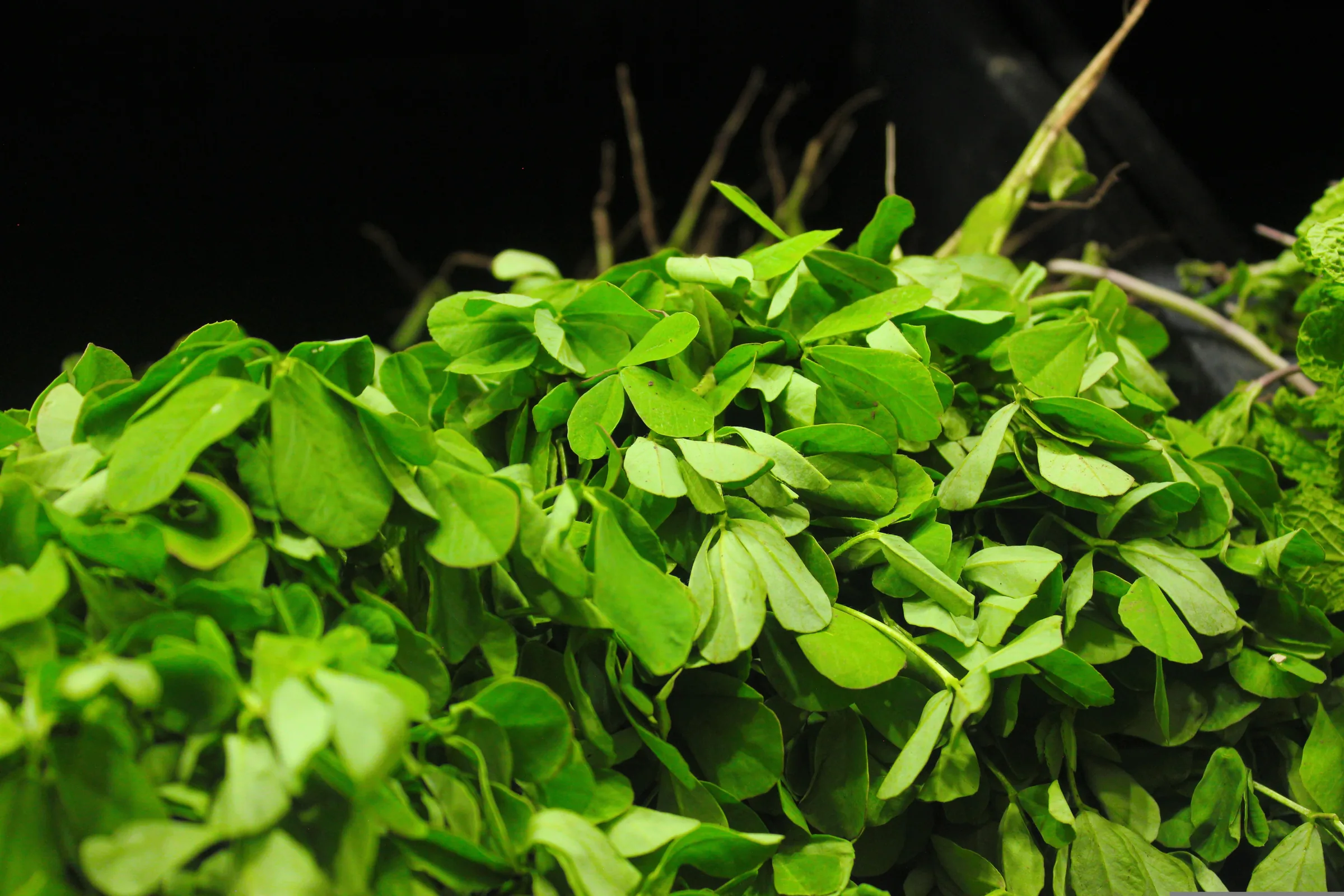 Fenugreek Extract
