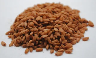 GABA