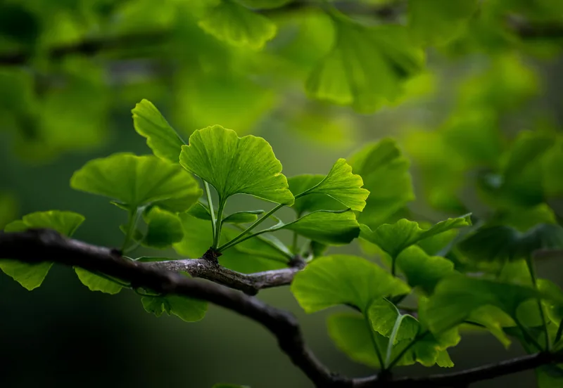 Ginkgo Biloba Extract