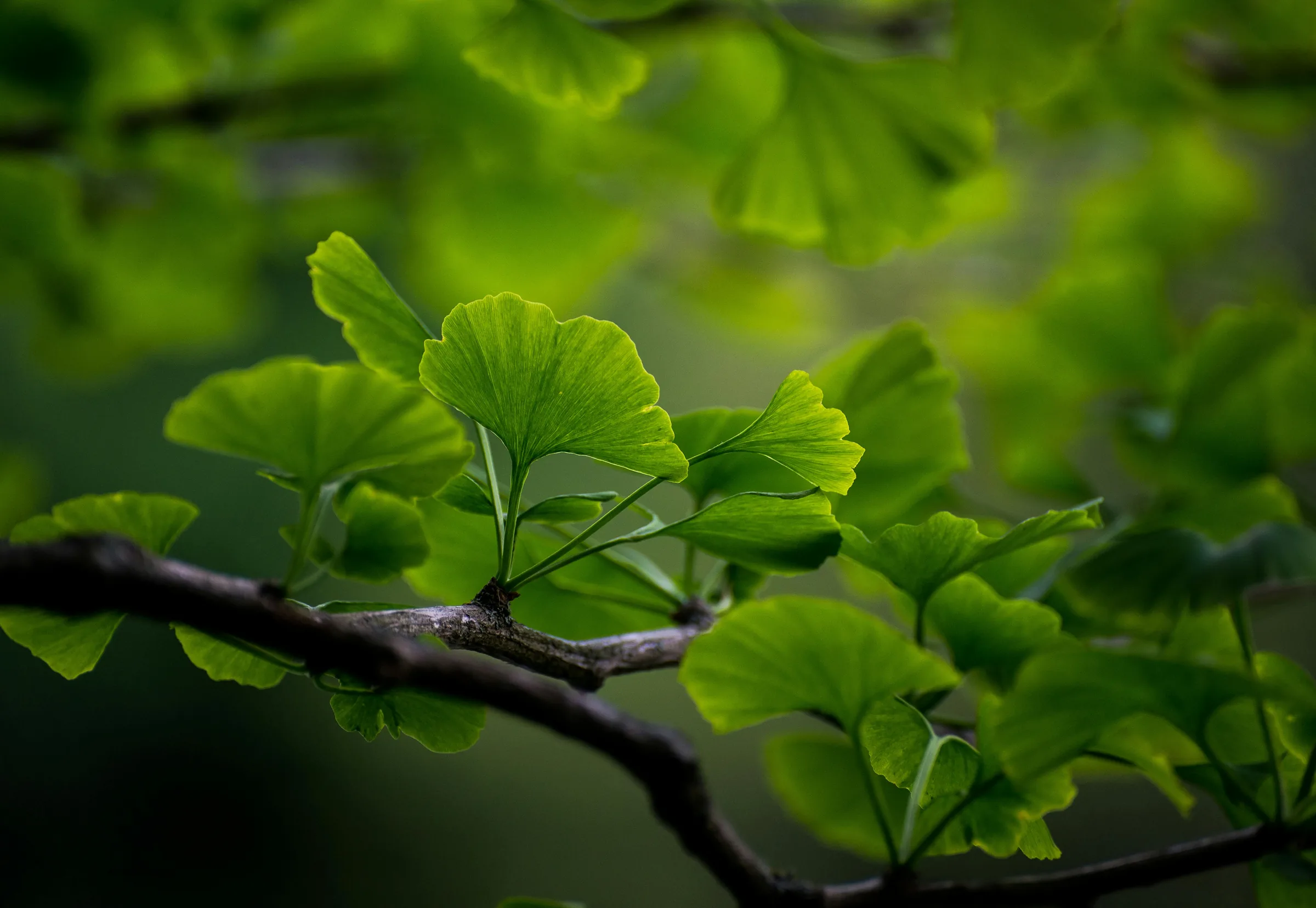 Ginkgo Biloba Extract