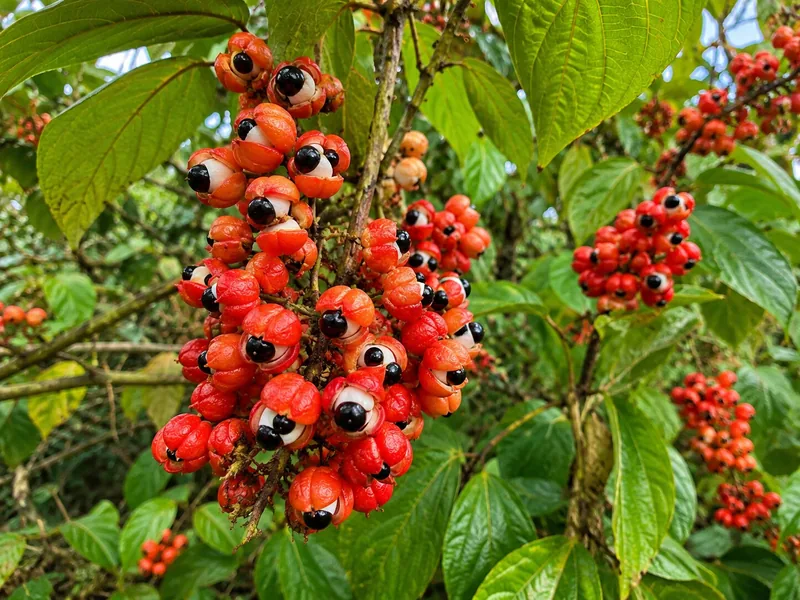 Guarana