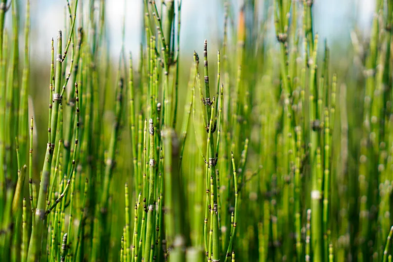 Horsetail