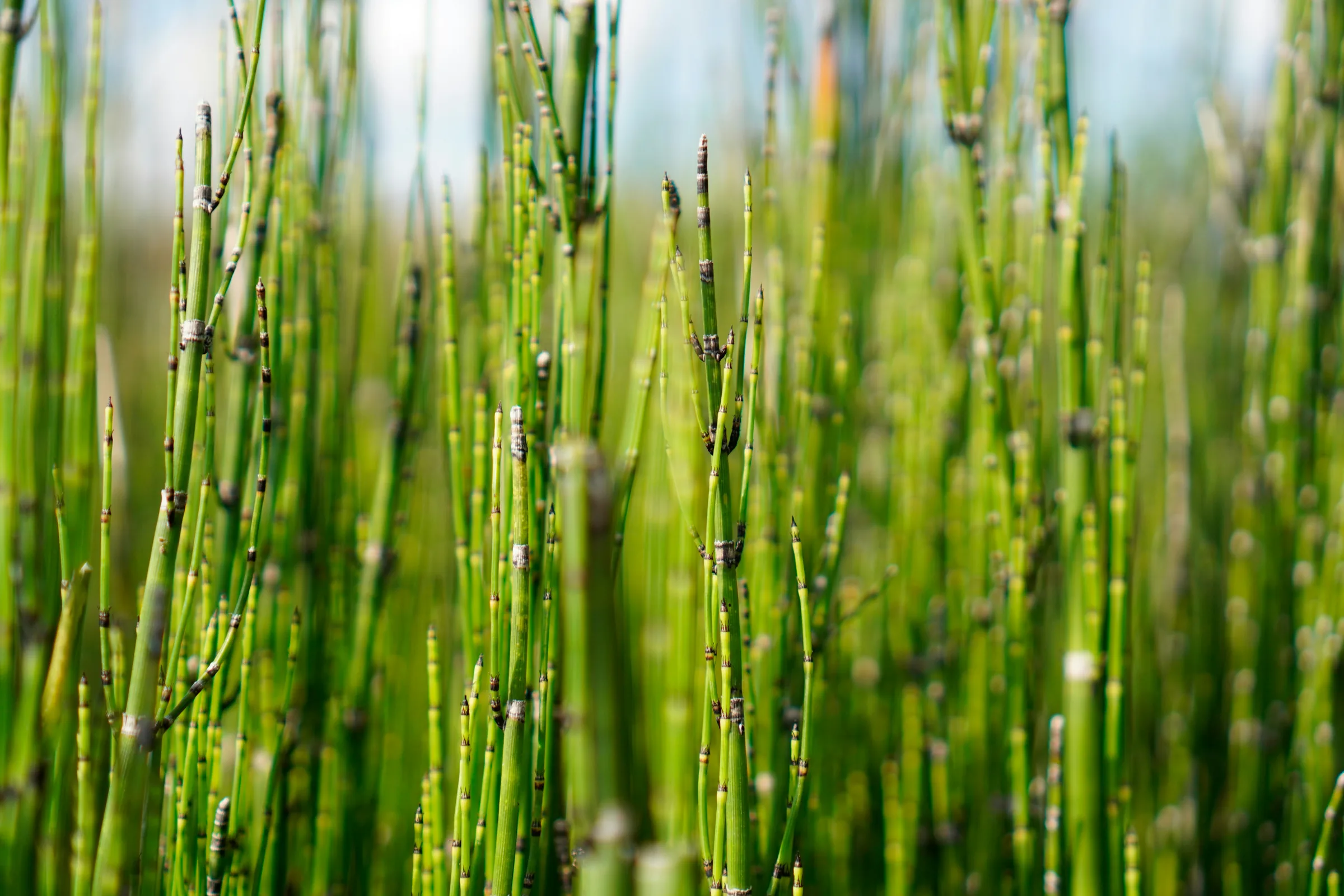 Horsetail