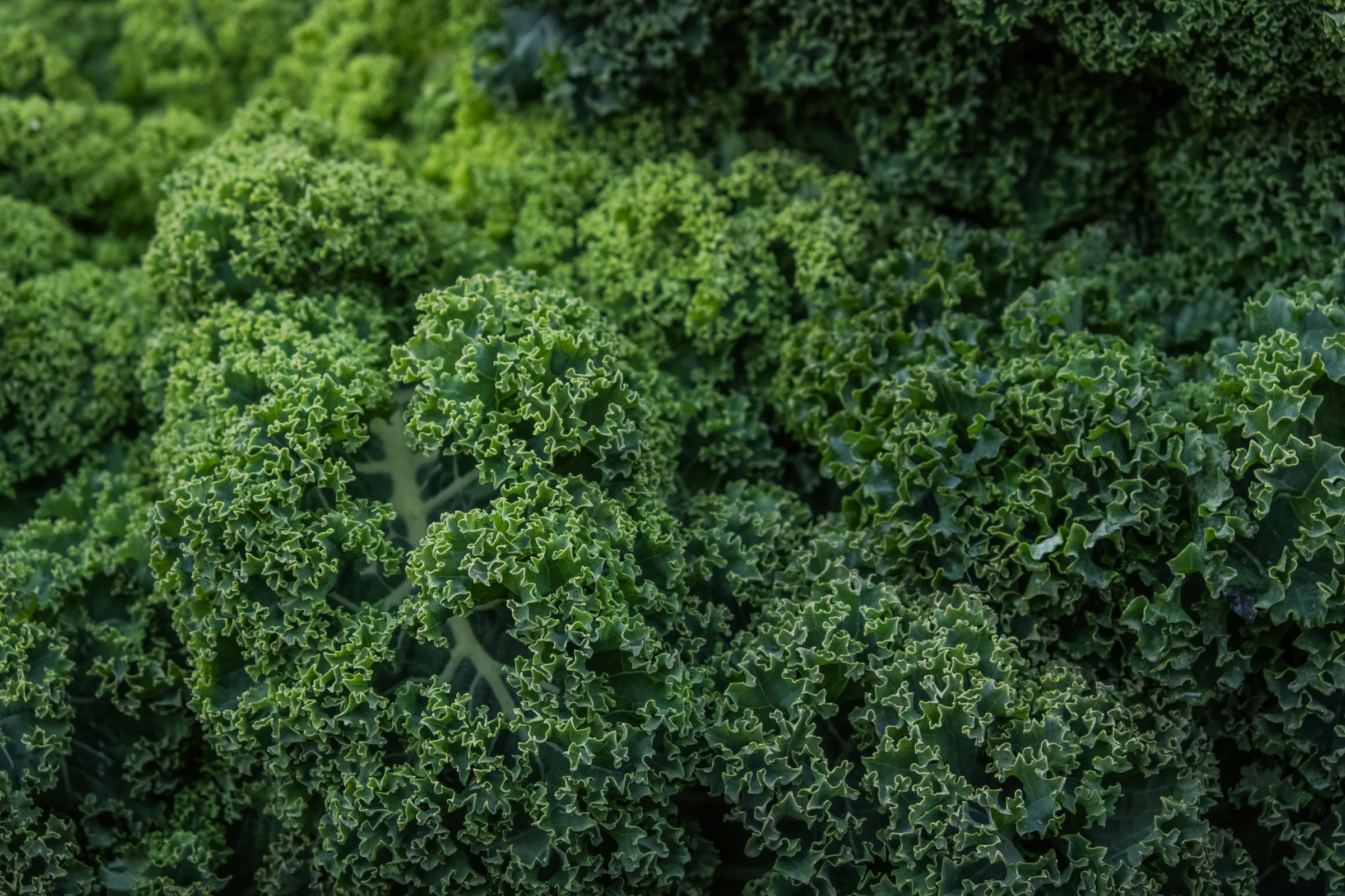 Kale