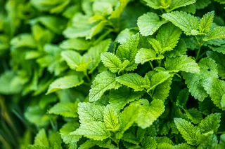 Deep Sleep Melatonin Sachets — Lemon Balm ingredient reference
