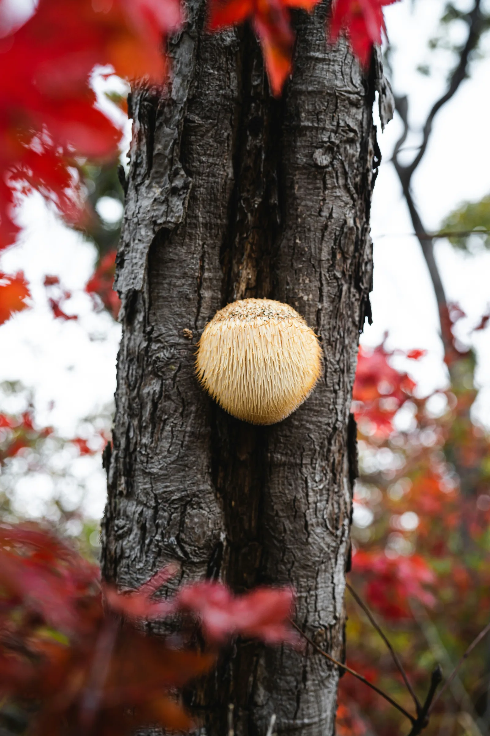 Lion's Mane Extract