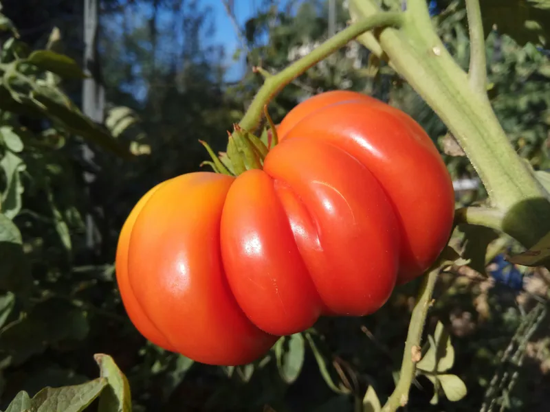 Lycopene