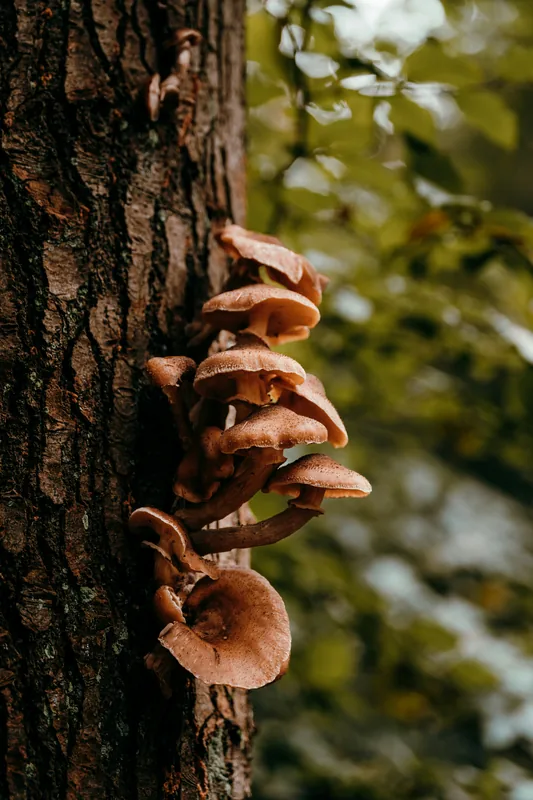 Maitake Extract