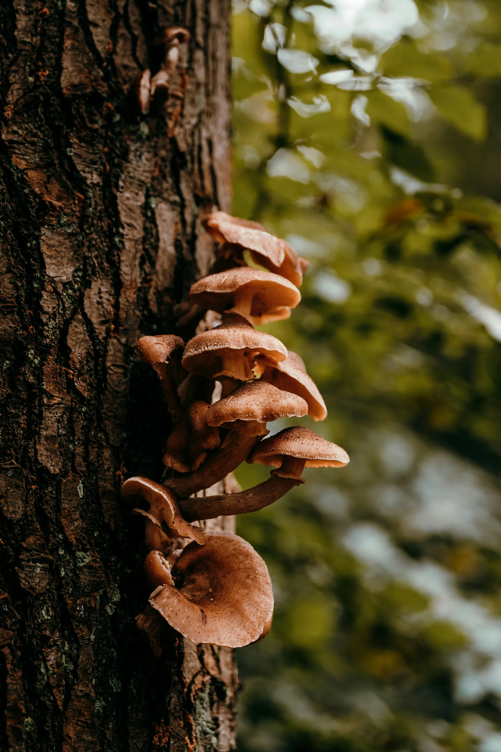 Maitake Extract