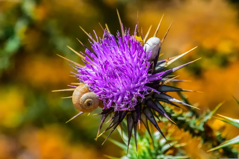 Milk Thistle Extract