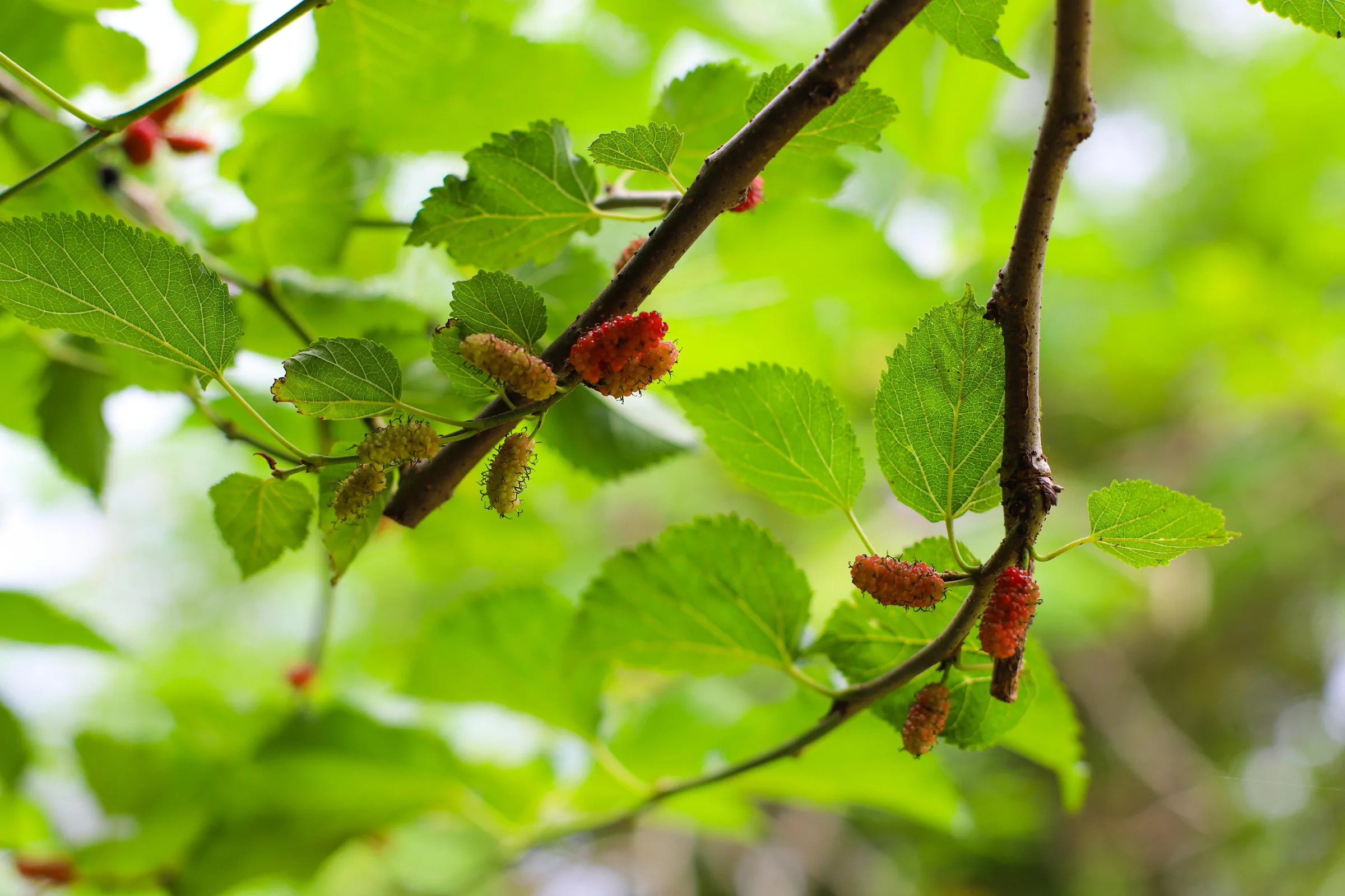Mulberry Leaf