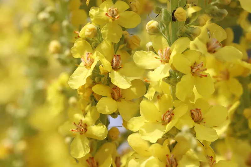 Mullein Leaf Extract