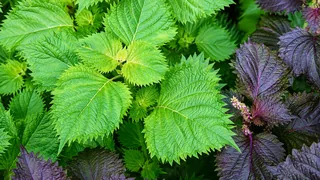 Perilla Oil