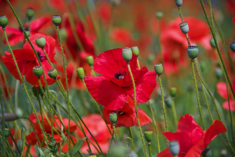 Poppy Extract