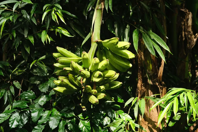 Potassium
