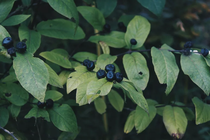 Pterostilbene