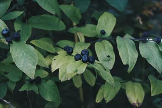 Pterostilbene