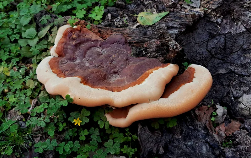 Reishi Extract