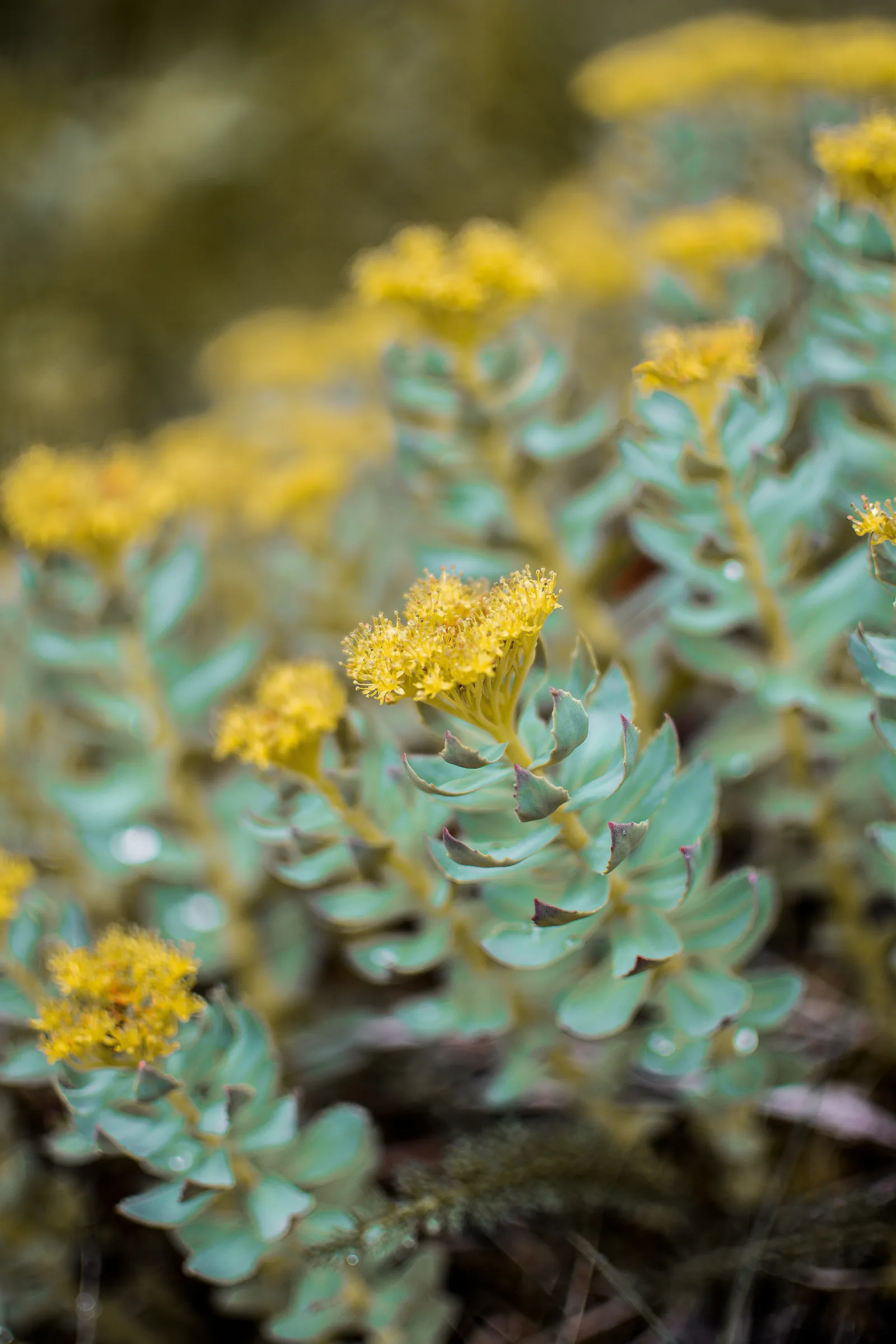 Rhodiola Rosea Extract