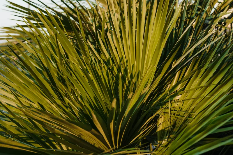Saw Palmetto Extract