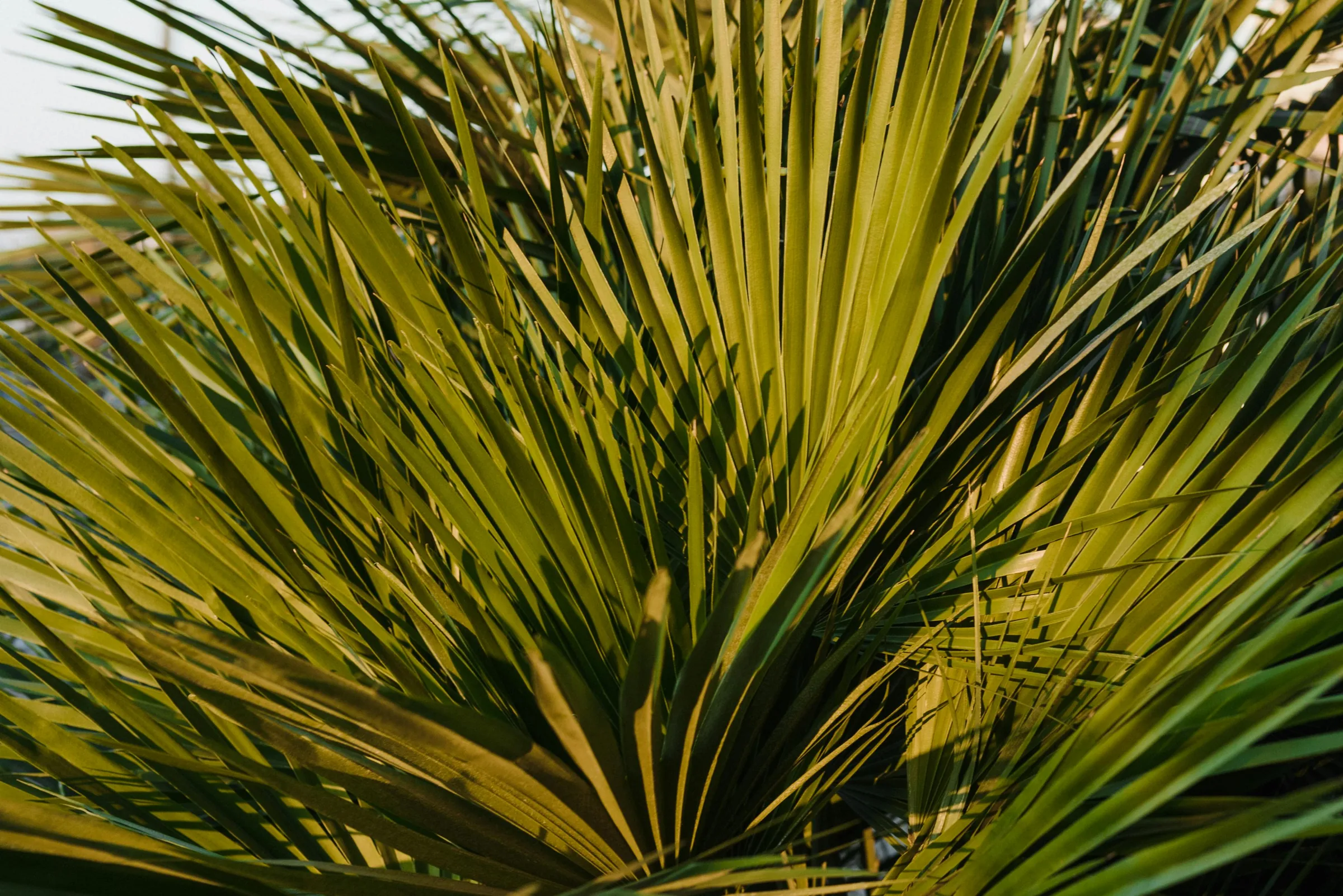 Saw Palmetto Extract