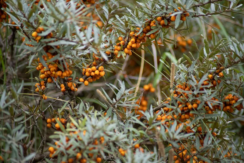 Sea Buckthorn Extract