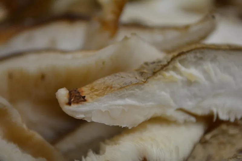 Shiitake Extract