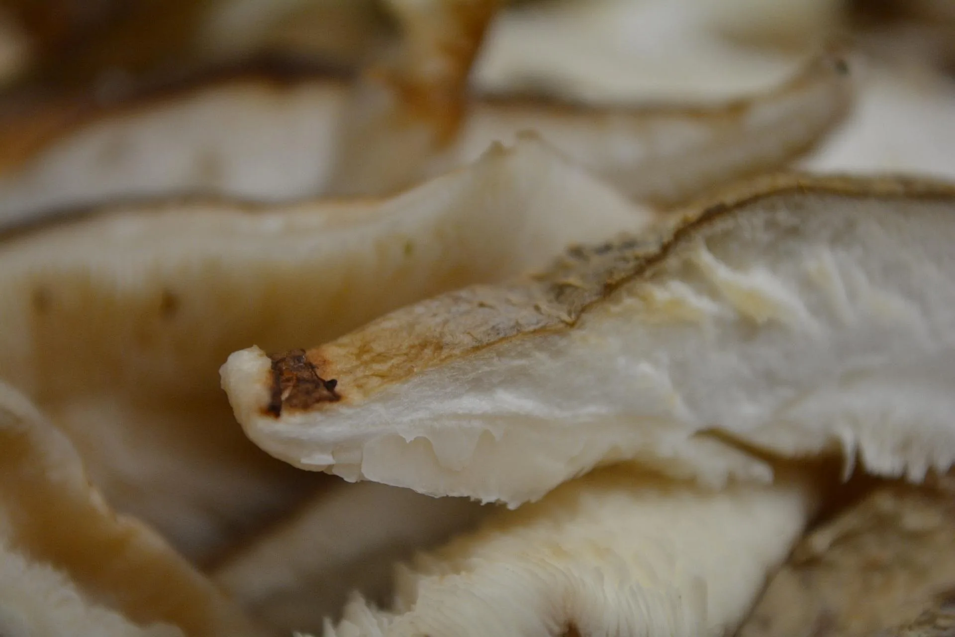 Shiitake Extract