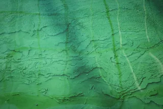 Greens Superfood Jelly — Spirulina ingredient reference
