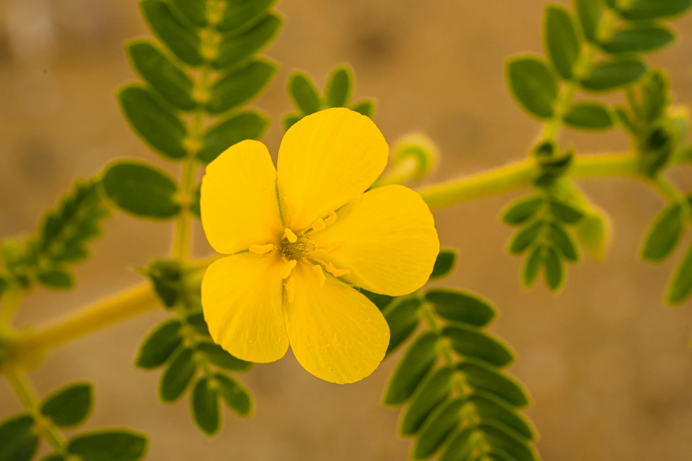 Tribulus Terrestris Extract