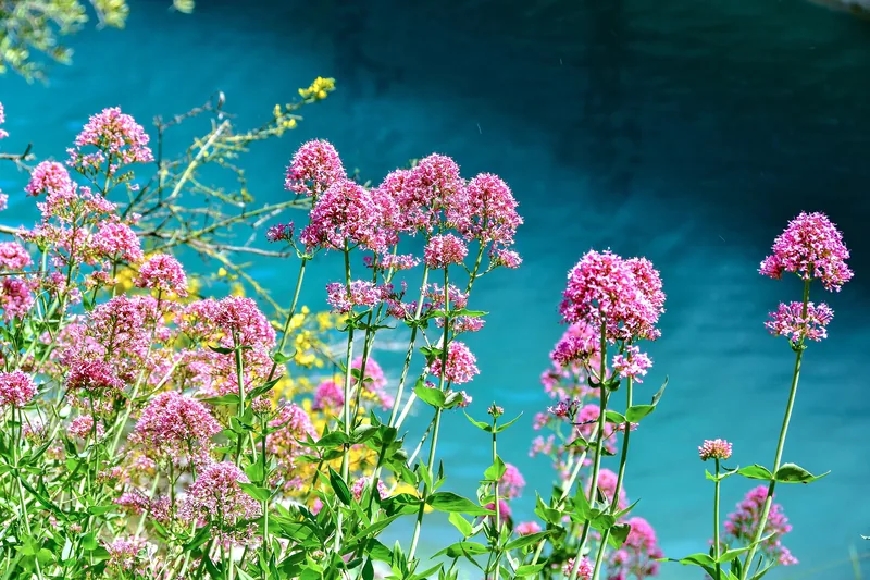 Valerian Root Extract