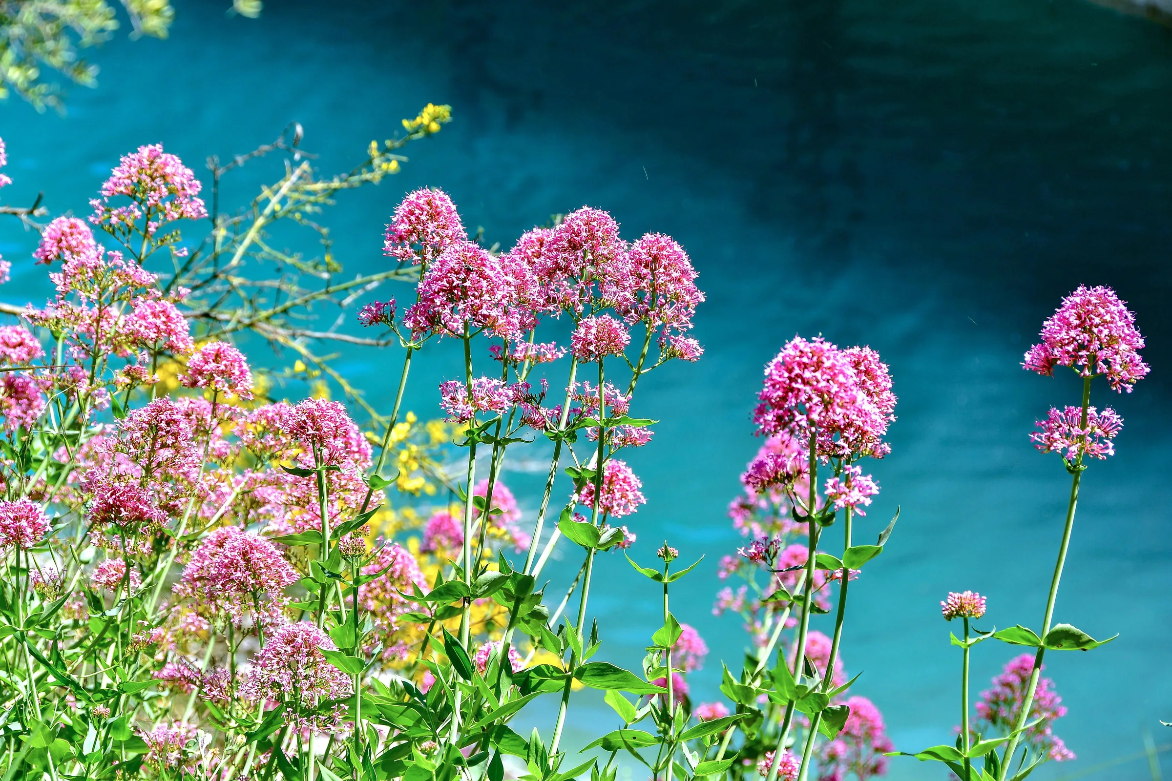 Valerian Root Extract